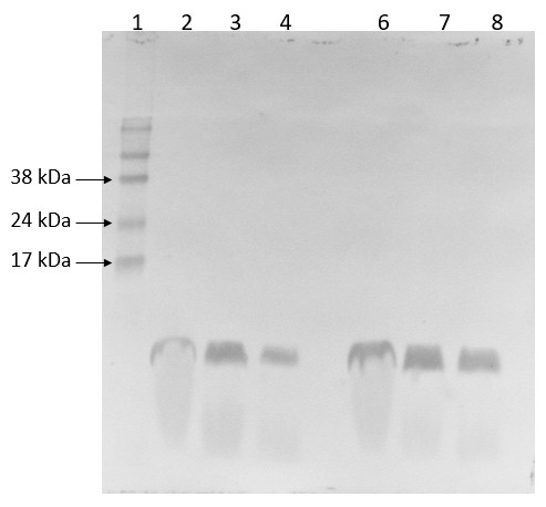 Western blot using anti-PsbE antibodies